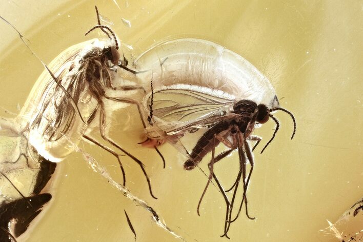 Two Fossil Dark-Winged Fungus Gnats In Baltic Amber #346617